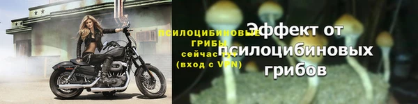 стаф Арсеньев